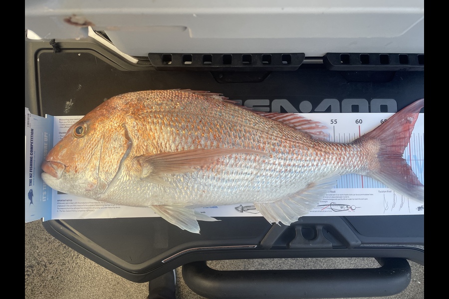 Doyle Jamieson caught this 68.5cm Snapper at Maketu  during The Export NZ Fishing Competition