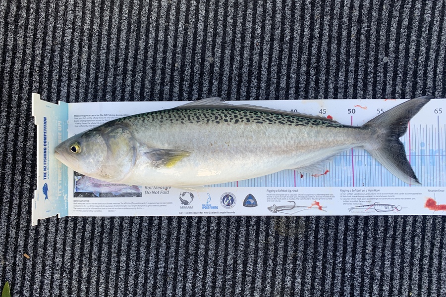 Shane Crowsen caught this 58.0cm Kahawai at Kaipara during The Export NZ Fishing Competition