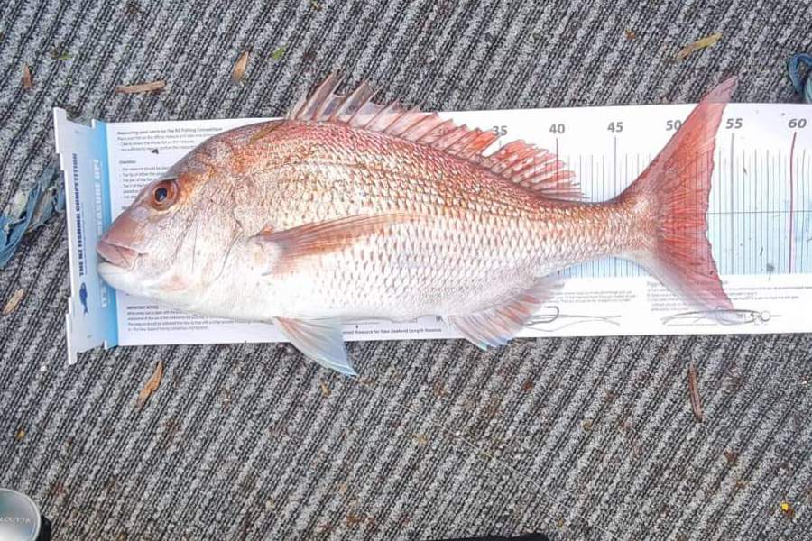 Ururoa Kainamu Wheeler caught this 53.0cm Snapper at Inner gulf  during The Export NZ Fishing Competition