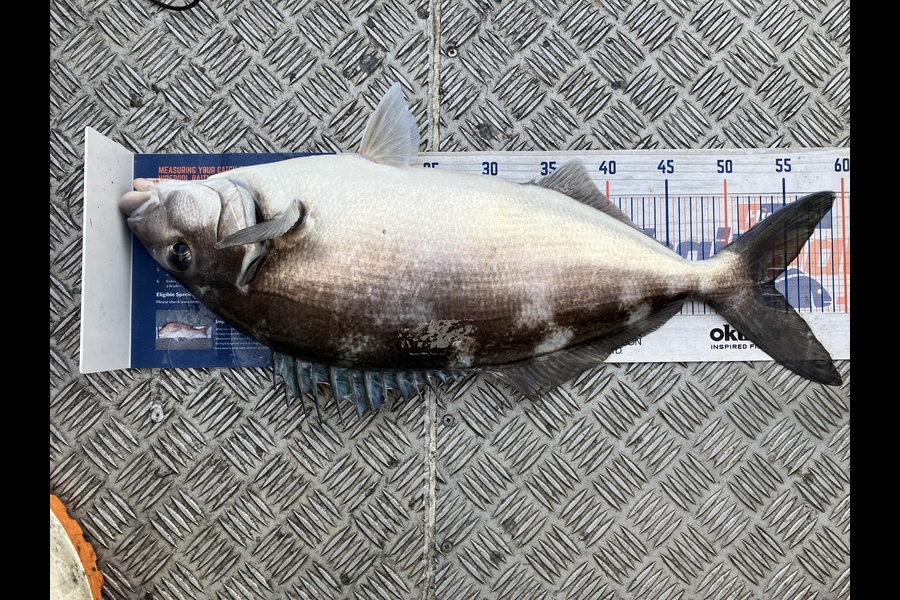 Joseph Peeti caught this 54.0cm Blue Moki at Cape Turnagain  during The Export NZ Fishing Competition