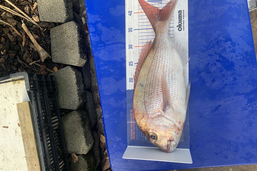 Matt Harrison caught this 40.0cm Snapper at Ocean beach during The Export NZ Fishing Competition