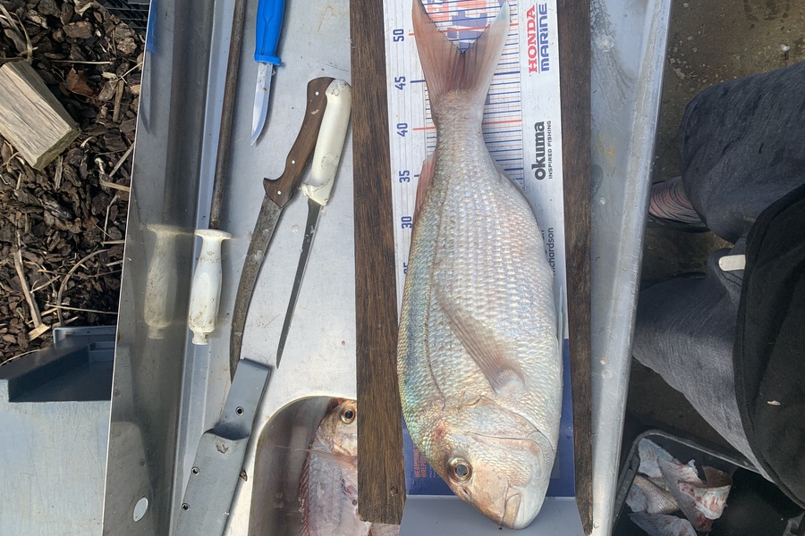 Matt Harrison caught this 47.5cm Snapper at Whanu during The Export NZ Fishing Competition