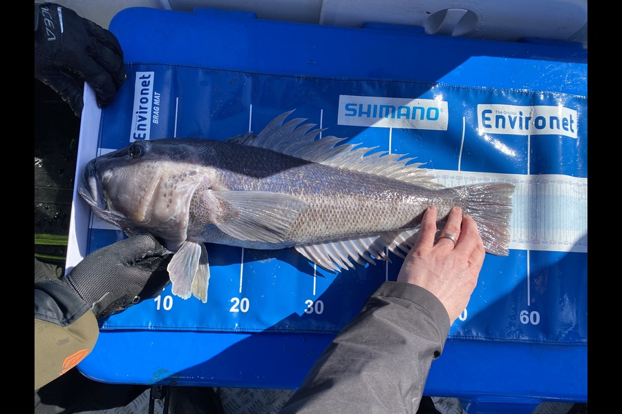 Sam Macklin caught this 57.5cm Blue Cod at Banks Peninsula during The Export NZ Fishing Competition