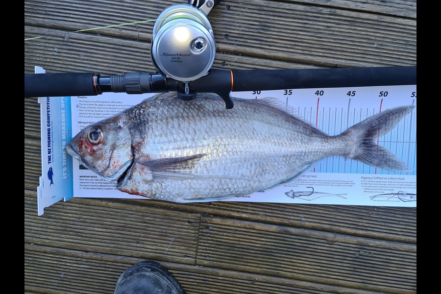 Scott Bassett caught this 49.5cm Tarakihi at Foxton Beach during The Export NZ Fishing Competition