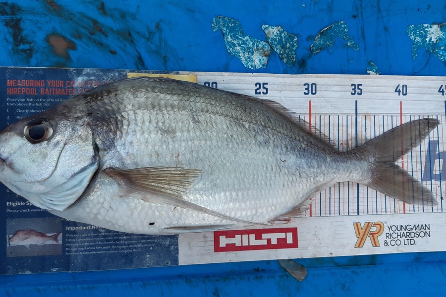 Dan Musson caught this 39.0cm Tarakihi at Welly sth coast  during The Export NZ Fishing Competition