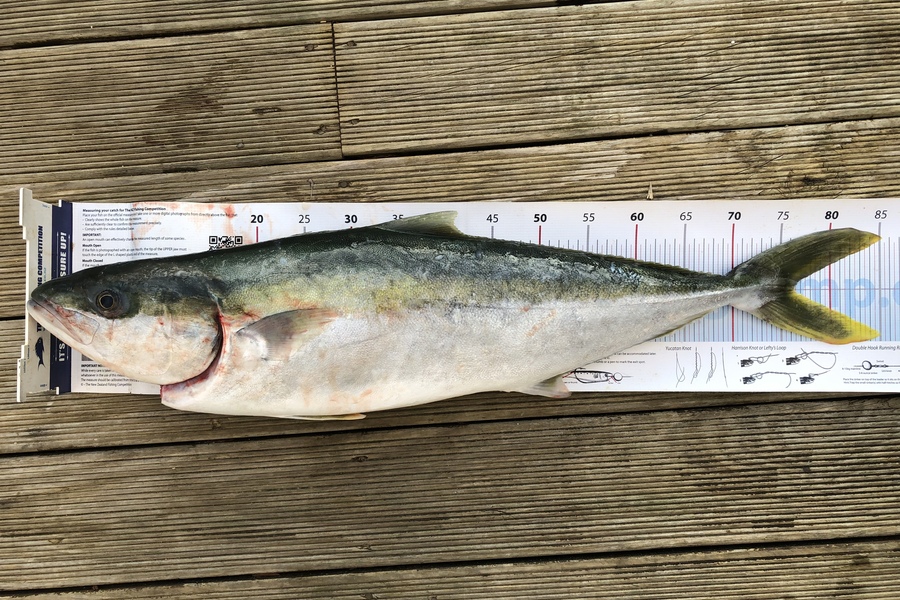 Andrew Froome caught this 76.0cm Kingfish at Port Taranaki  during The Export NZ Fishing Competition