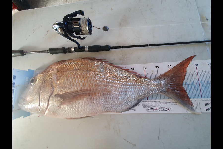 Daniel Lassally caught this 64.0cm Snapper at Thames during The Export NZ Fishing Competition