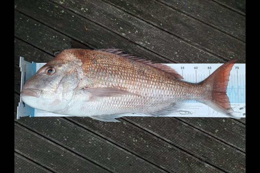 Matthew Van Achterbergh caught this 71.0cm Snapper at Gulf harbour  during The Export NZ Fishing Competition