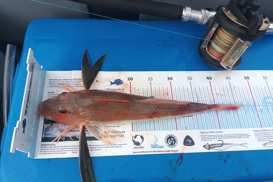 Nick Richards caught this 45.5cm Gurnard at West coast sth  during The Export NZ Fishing Competition