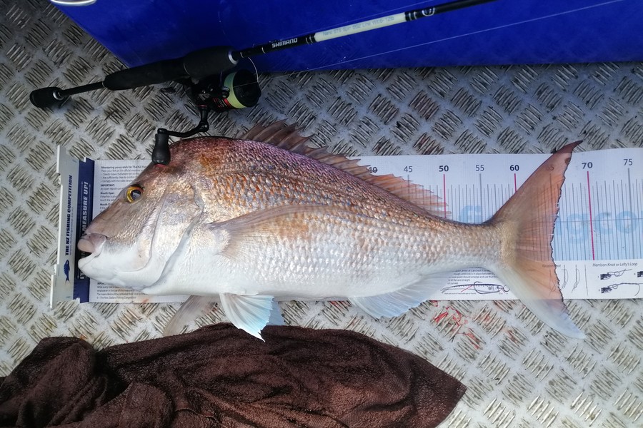 Brian  Gallogly caught this 64.5cm Snapper at Nth Waiheke during The Export NZ Fishing Competition