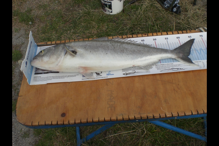 David Brooks caught this 61.0cm Kahawai at Greymouth during The Export NZ Fishing Competition