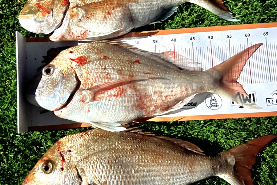 Jordan Roebeck caught this 56.0cm Snapper at Manukau Harbour during The Export NZ Fishing Competition