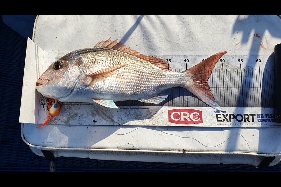 Joshua  Davis  caught this 40.5cm Snapper at Bream bay during The Export NZ Fishing Competition