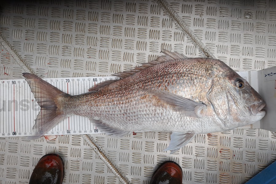 Mark Beauchamp caught this 80.0cm Snapper at Bay of Islands during The Export NZ Fishing Competition