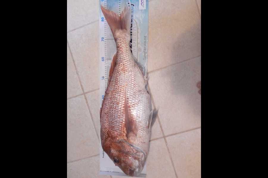 John Whitehead caught this 81.0cm Snapper at Maketu during The Export NZ Fishing Competition