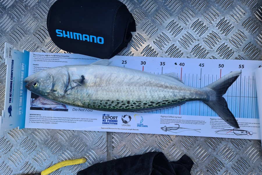 Scott Bassett caught this 50.5cm Kahawai at Foxton Beach during The Export NZ Fishing Competition