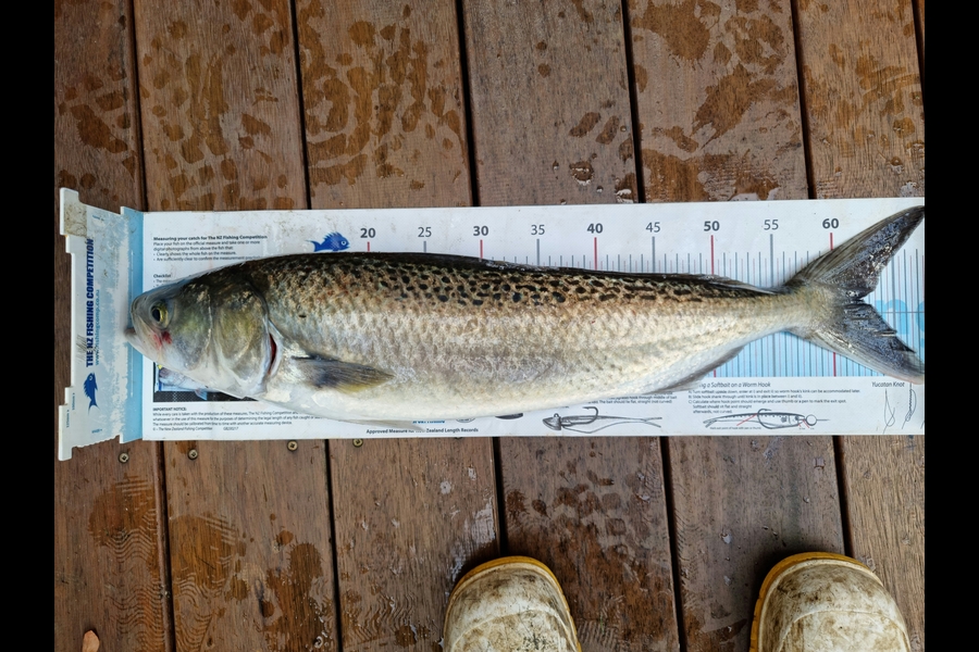Andrew  Graham  caught this 62.5cm Kahawai at Papakura Channel  during The Export NZ Fishing Competition
