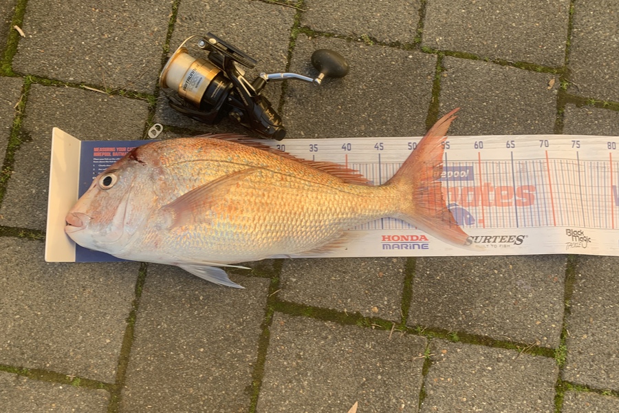 Graeme Duncan caught this 54.0cm Snapper at Bop during The Export NZ Fishing Competition