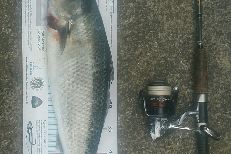 Alec  Saunders caught this 53.0cm Kahawai at Waiheke  during The Export NZ Fishing Competition