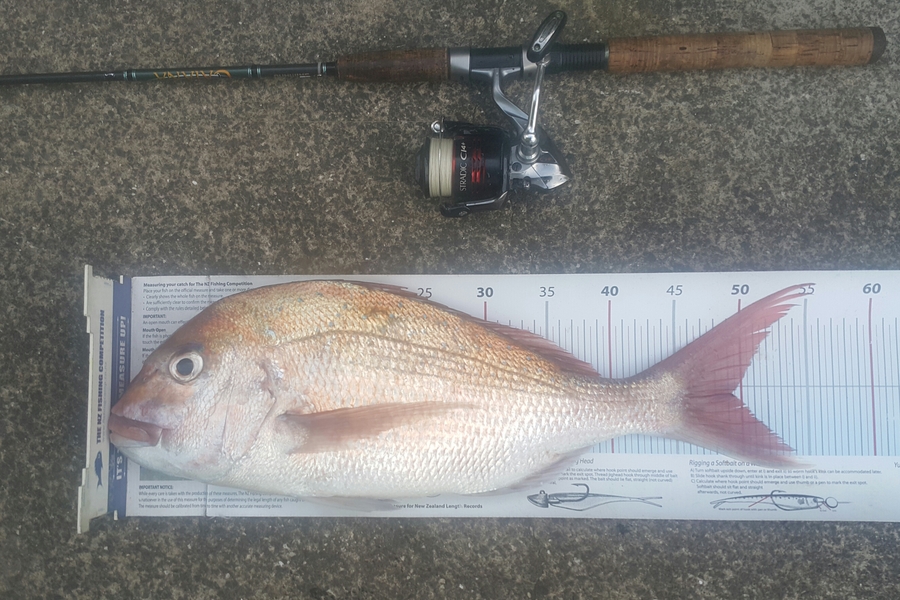 Alec  Saunders caught this 49.0cm Snapper at Waiheke  during The Export NZ Fishing Competition