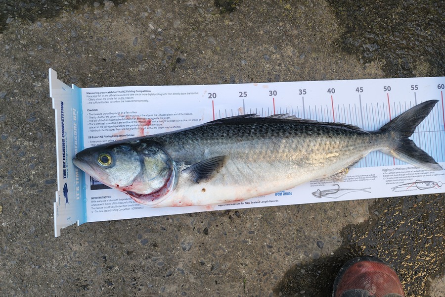 Dan Hunia caught this 53.0cm Kahawai at Whanganui during The Export NZ Fishing Competition
