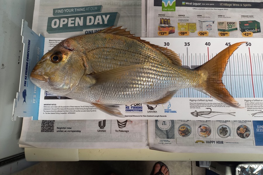 Kyle Richmond caught this 42.5cm Snapper at South Head, Kaipara during The Export NZ Fishing Competition