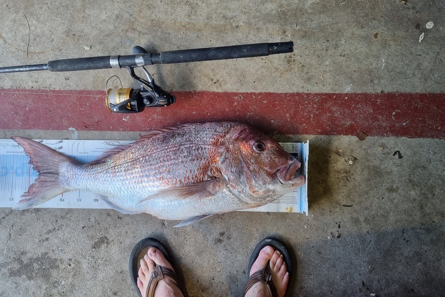 John Whitehead caught this 77.0cm Snapper at Tauranga during The Export NZ Fishing Competition