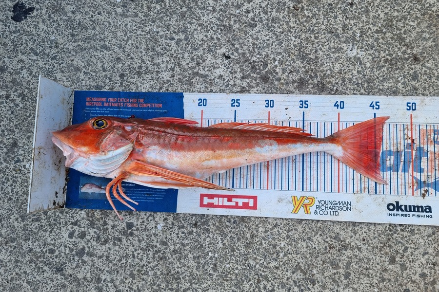 Jayden Emtage caught this 45.5cm Gurnard at Kaipara harbour during The Export NZ Fishing Competition