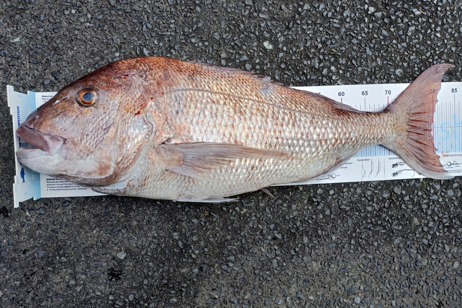 Nicole  Frood caught this 79.5cm Snapper at Bay of Islands  during The Export NZ Fishing Competition