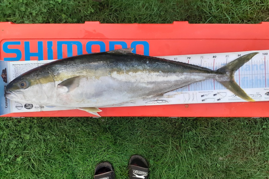 Ivo Jurisich caught this 88.0cm Kingfish at Kaipara  over the bar during The Export NZ Fishing Competition