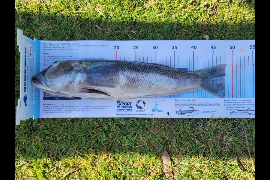 Thomas  Jones caught this 48.0cm Blue Cod at Oamaru  during The Export NZ Fishing Competition