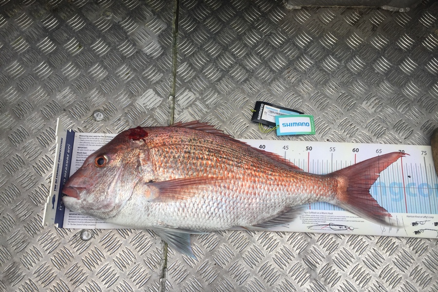 Scott Marriott caught this 62.5cm Snapper at Kapiti  during The Export NZ Fishing Competition