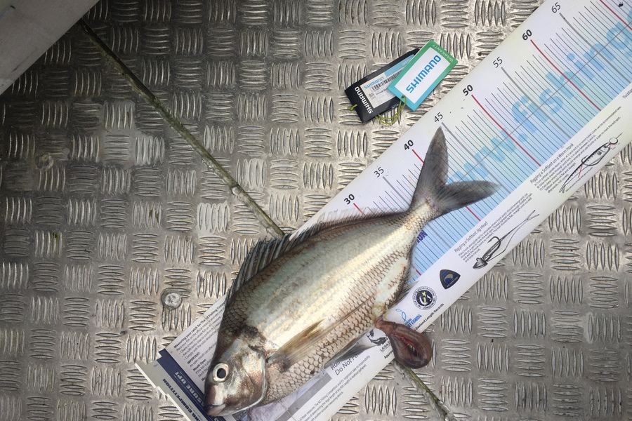 Scott Marriott caught this 40.0cm Tarakihi at Puk bay during The Export NZ Fishing Competition