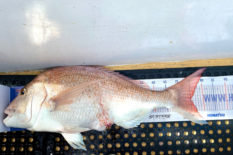 Sanal Kuriakose caught this 75.0cm Snapper at Kaipara during The Export NZ Fishing Competition