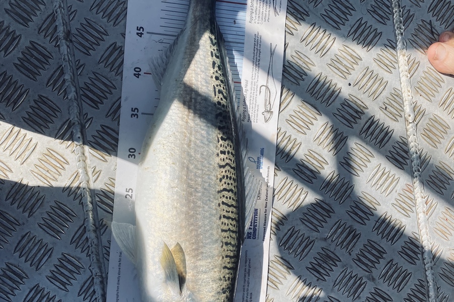 Alan Gow caught this 55.5cm Kahawai at Bay of Islands during The Export NZ Fishing Competition