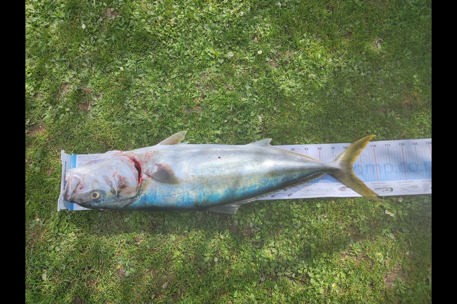 Dan Hunia caught this 101.5cm Kingfish at Whanganui during The Export NZ Fishing Competition
