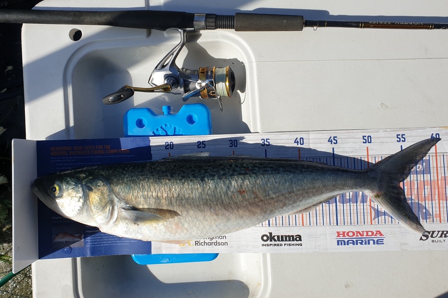 Antony Folwell caught this 54.5cm Kahawai at Hauraki Gulf during The Export NZ Fishing Competition