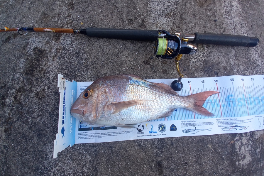 Mike Crawford caught this 43.0cm Snapper at Ruakaka.  Whangarei  during The Export NZ Fishing Competition