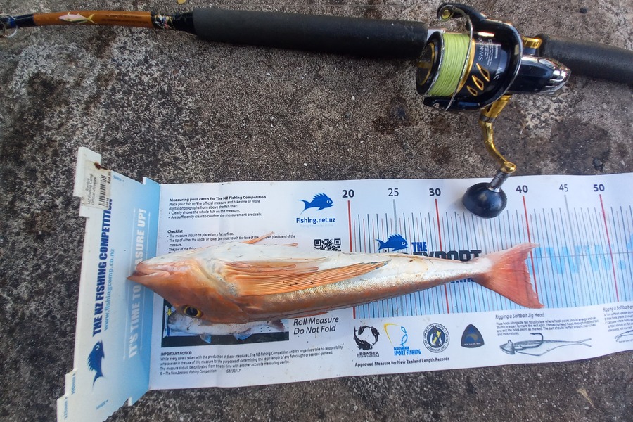 Mike Crawford caught this 39.0cm Gurnard at Ruakaka.  Whangarei  during The Export NZ Fishing Competition