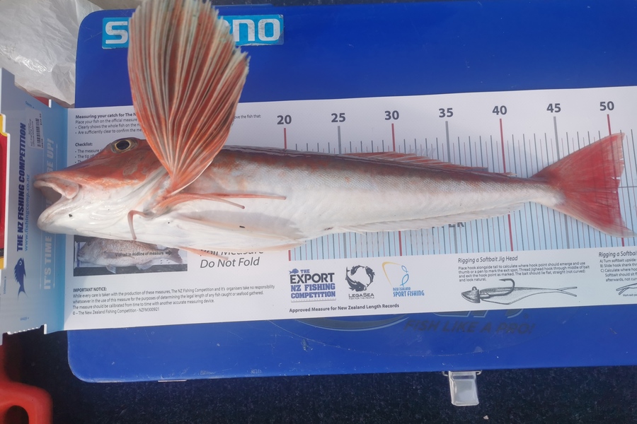 Rob Schofield caught this 50.0cm Gurnard at Wellington during The Export NZ Fishing Competition