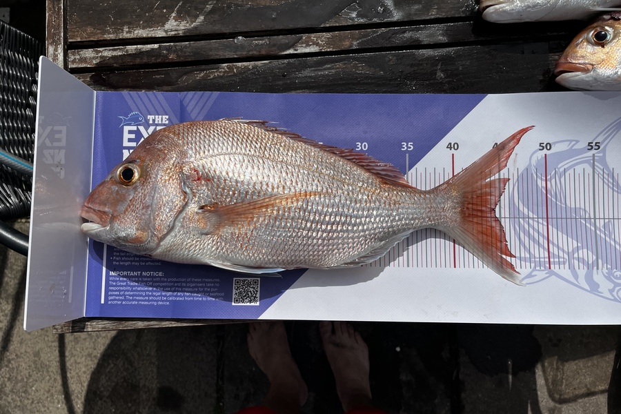 Bryan  Pollet caught this 44.5cm Snapper at Rakino during The Export NZ Fishing Competition