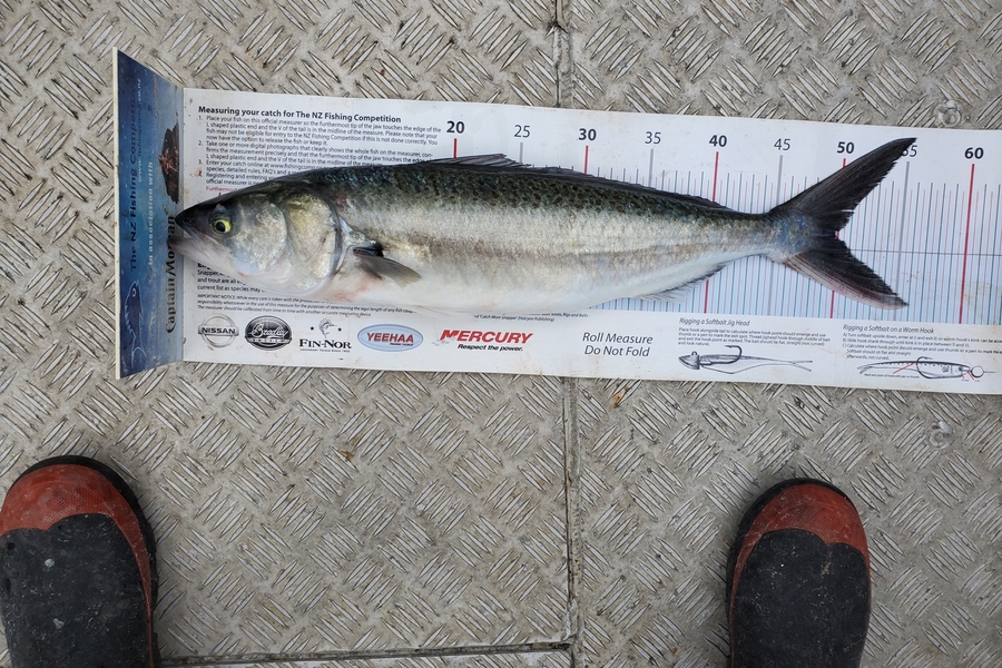 Darren Jones caught this 49.5cm Kahawai at Karewa Island during The Export NZ Fishing Competition