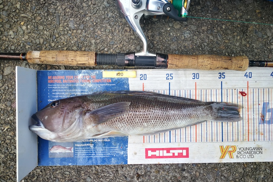 Leigh Page caught this 38.0cm Blue Cod at Wellington south coast during The Export NZ Fishing Competition