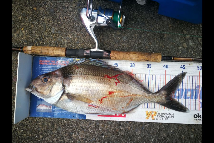 Leigh Page caught this 42.0cm Tarakihi at Wellington south coast during The Export NZ Fishing Competition