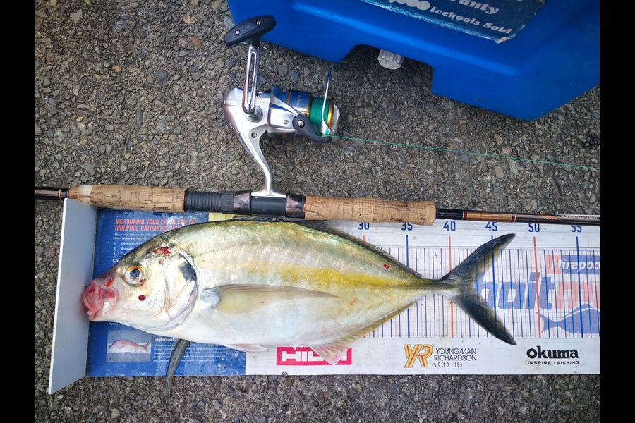 Leigh Page caught this 42.0cm Trevally at Wellington harbour during The Export NZ Fishing Competition