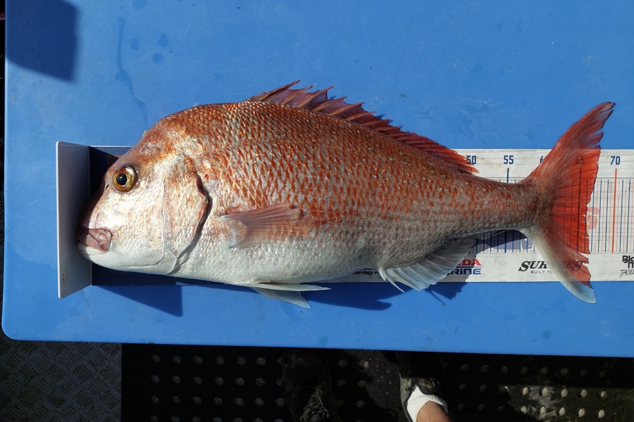 Barry  Howard caught this 65.5cm Snapper at Little Barrier during The Export NZ Fishing Competition