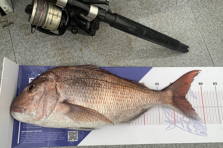 Brodie Eruera caught this 54.0cm Snapper at Whakatane  during The Export NZ Fishing Competition
