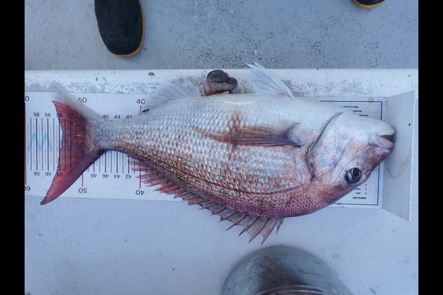 Rob Schofield caught this 53.5cm Snapper at Wellington during The Export NZ Fishing Competition