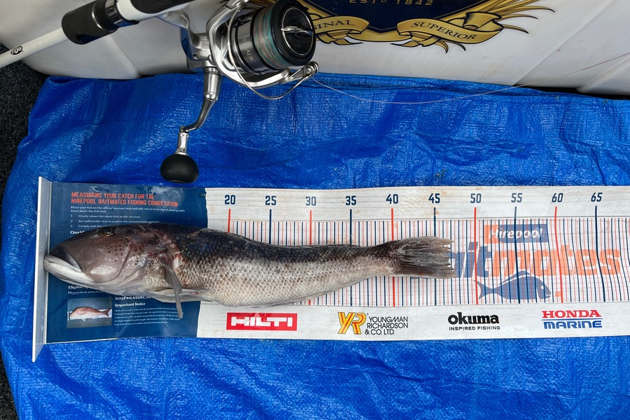 Michael Lai caught this 46.5cm Blue Cod at Coromandel during The Export NZ Fishing Competition