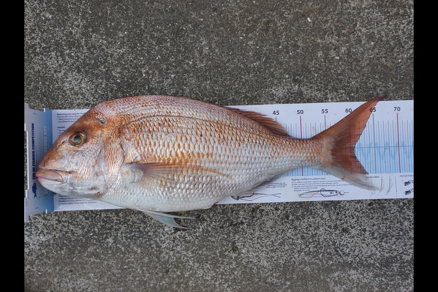 Ururoa Kainamu Wheeler caught this 61.0cm Snapper at Manukau during The Export NZ Fishing Competition